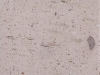pinon-blanco