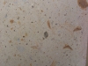 pinon-bronze-claro