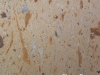 pinon-bronze-oscuro